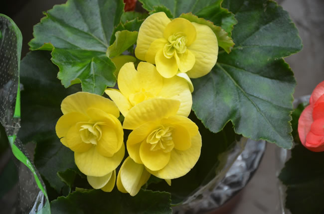 点击大图看下一张：美丽得黄色海棠花图片