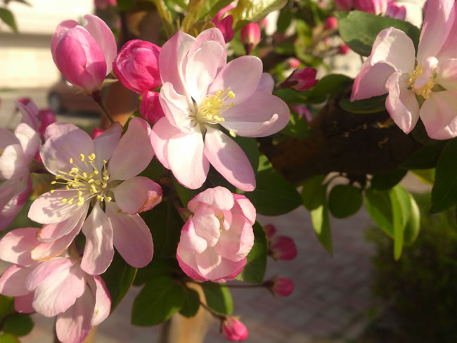 点击大图看下一张：唯美的粉色海棠花图片