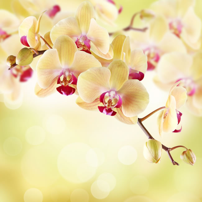 点击大图看下一张：唯美黄色兰花图片