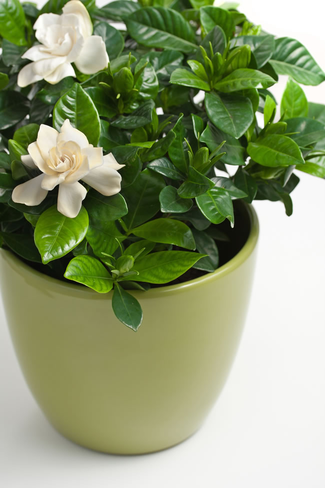 点击大图看下一张：白色栀子花盆栽图片