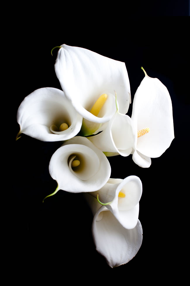 点击大图看下一张：白色的马蹄莲花图片