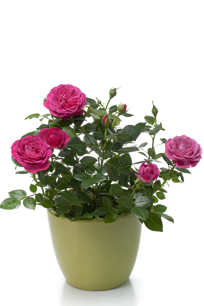 点击大图看下一张：玫瑰花卉盆栽图片