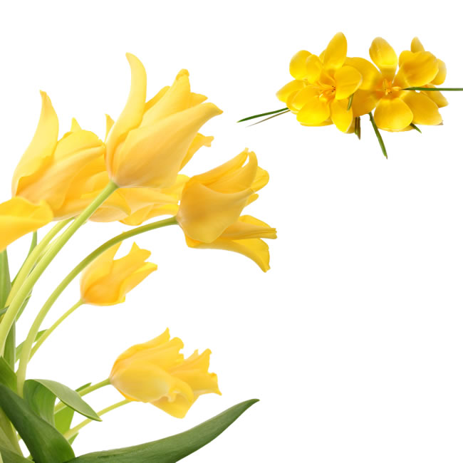 点击大图看下一张：黄色蕙兰花图片