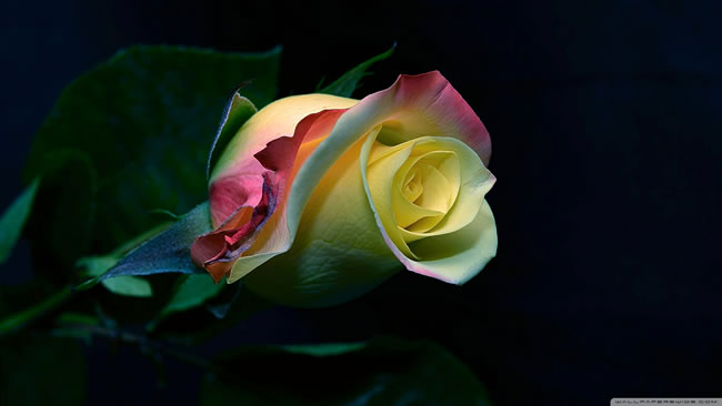 点击大图看下一张：彩色玫瑰花图片