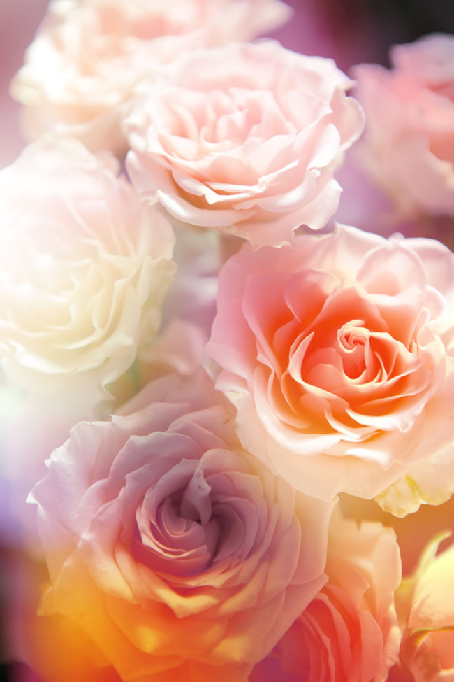 点击大图看下一张：唯美粉色玫瑰花图片