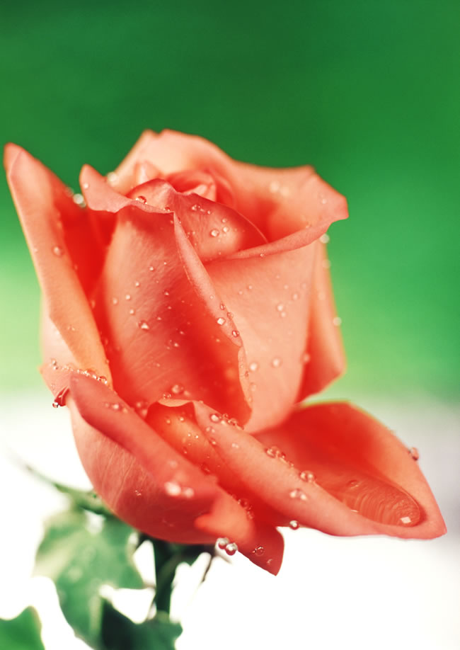 点击大图看下一张：橘红色玫瑰花图片