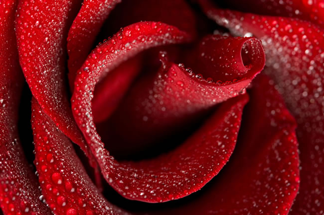 点击大图看下一张：高清红玫瑰花图片