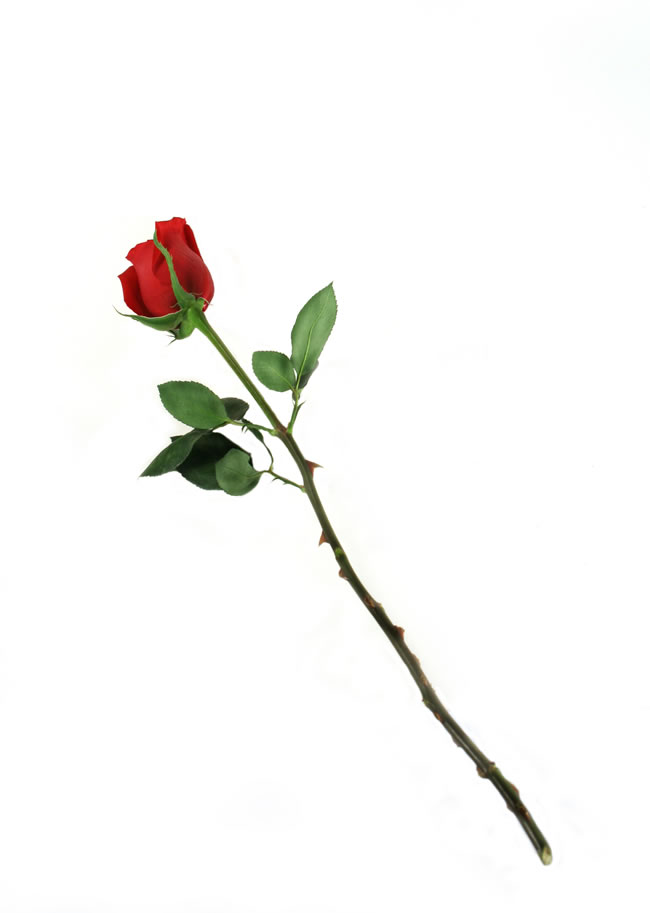 点击大图看下一张：一支红色玫瑰花图片