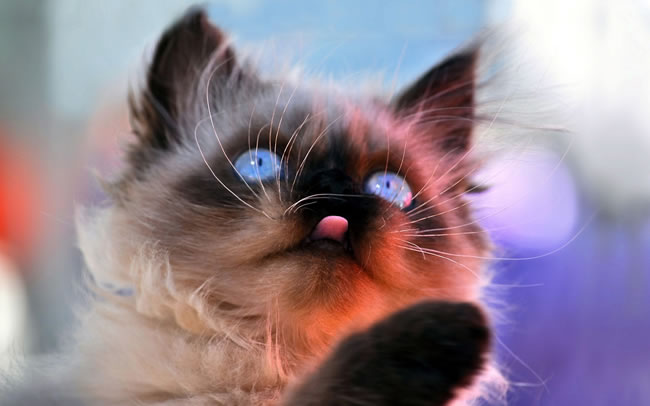 点击大图看下一张：暹罗宝石猫咪图片