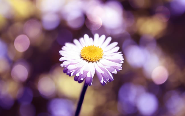 点击大图看下一张：唯美小雏菊花图片