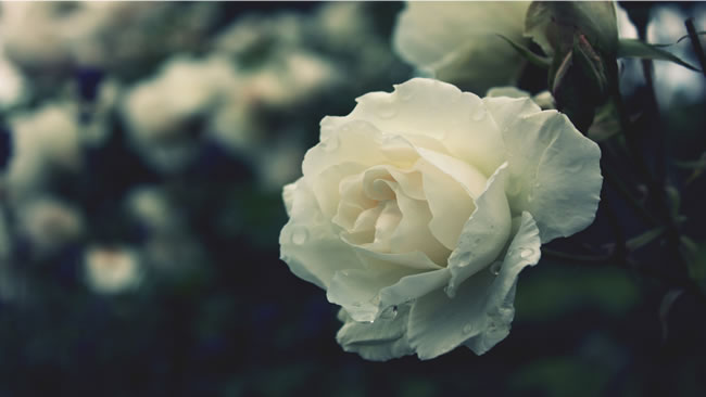 点击大图看下一张：唯美白玫瑰花图片