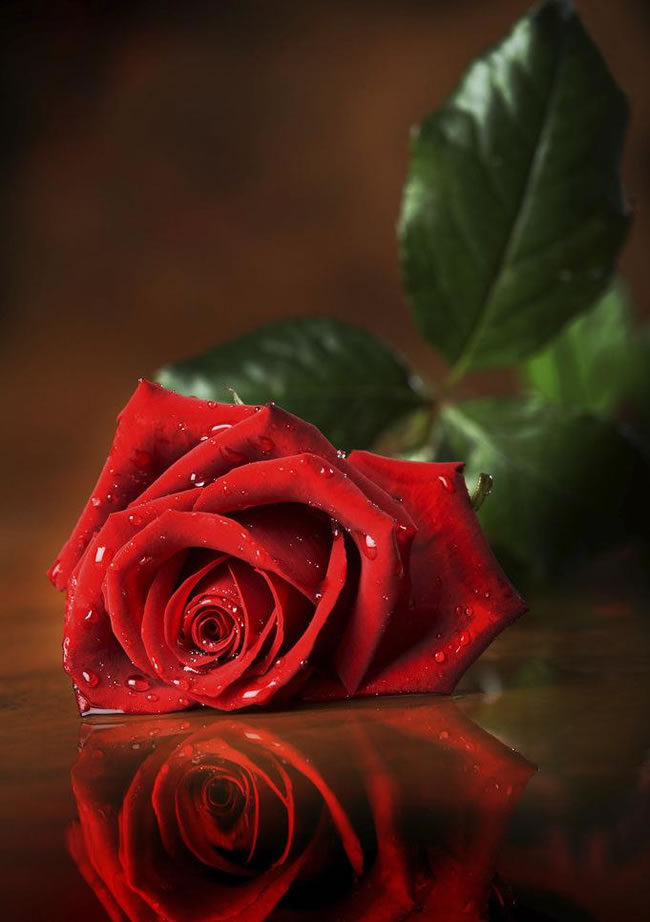 点击大图看下一张：高清红色玫瑰花图片