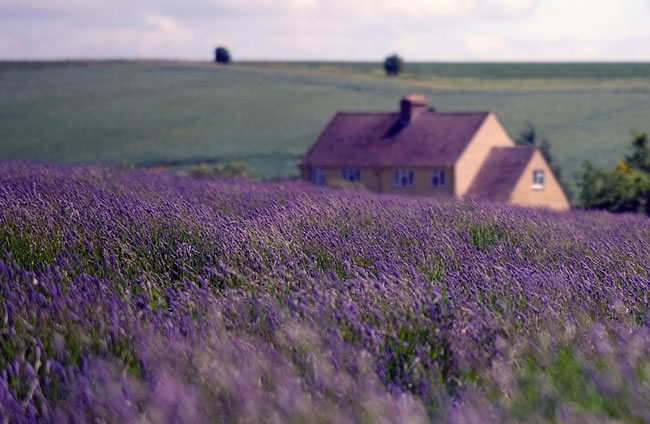 点击大图看下一张：普罗旺斯薰衣草庄园图片