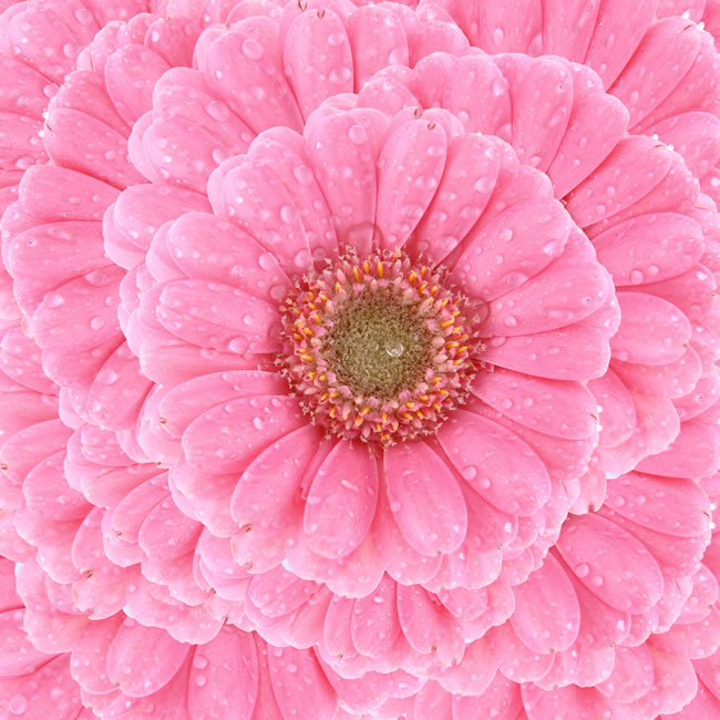 点击大图看下一张：粉色太阳花图片