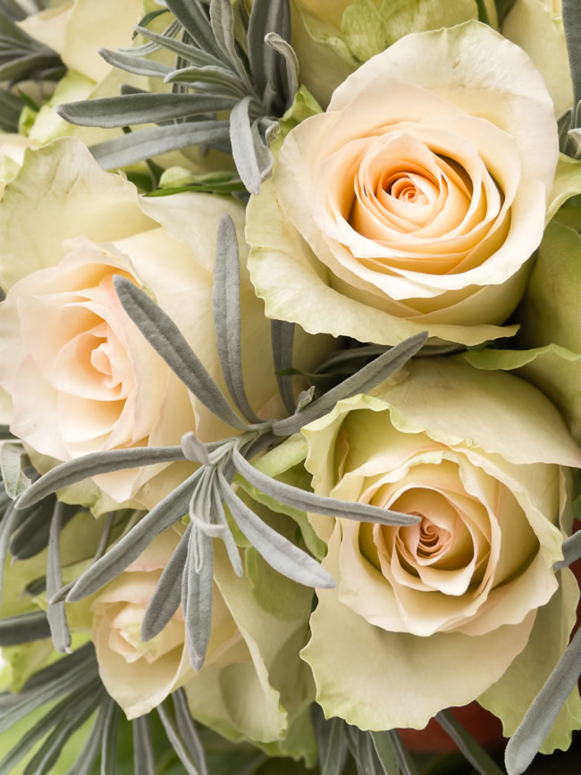 点击大图看下一张：白色玫瑰花图片