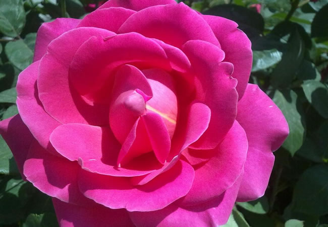 点击大图看下一张：七夕玫瑰花图片