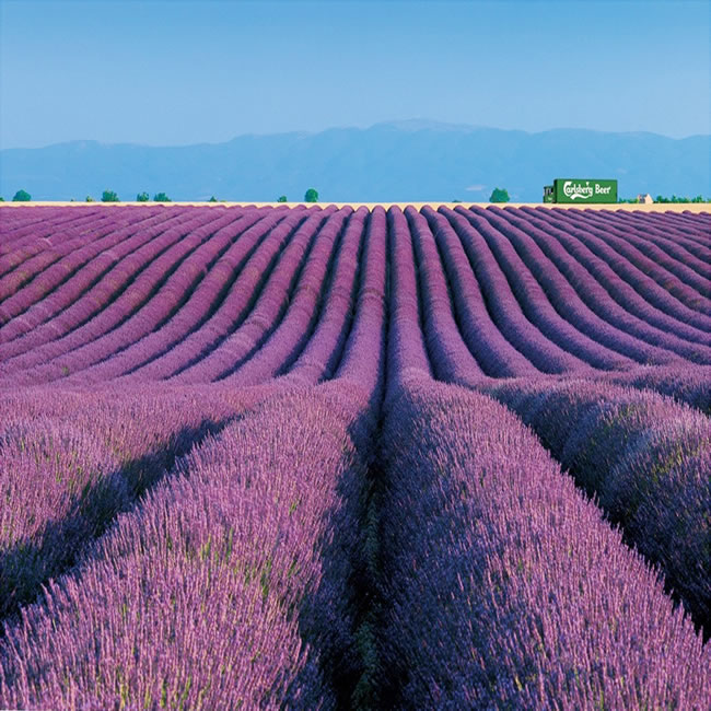 点击大图看下一张：紫色薰衣草庄园图片