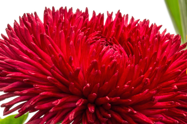 点击大图看下一张：红色野菊花图片