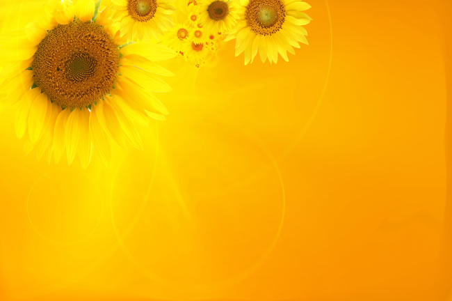 点击大图看下一张：向日葵背景图片