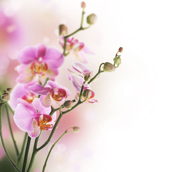 点击大图看下一张：粉红色兰花图片