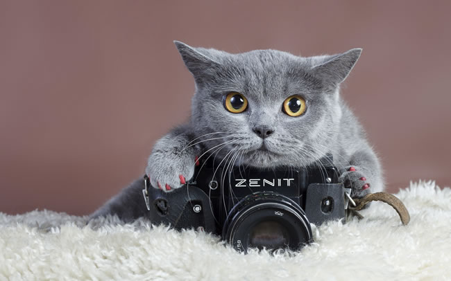 点击大图看下一张：灰色小猫图片
