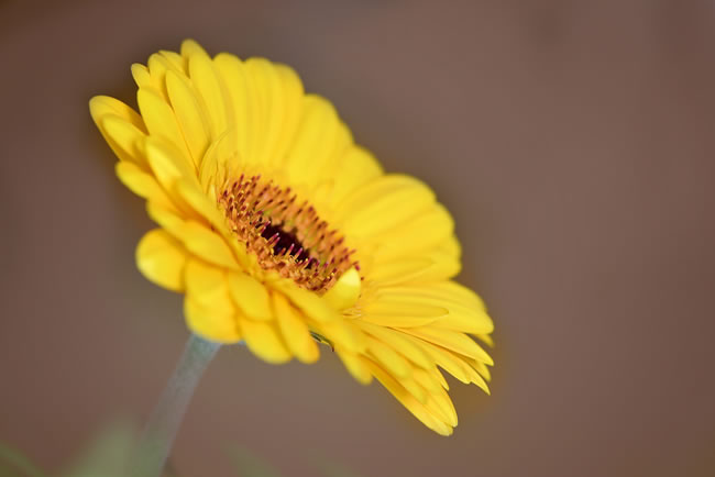 点击大图看下一张：高清黄色野菊花图片