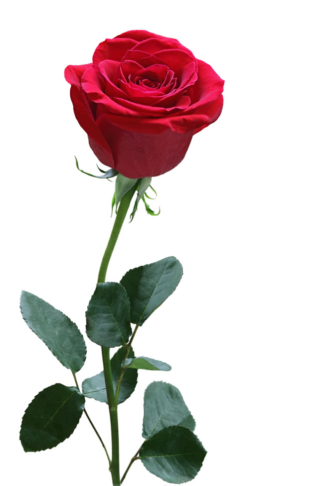 点击大图看下一张：一支红色玫瑰花图片