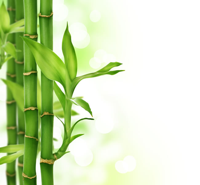 点击大图看下一张：竹子背景图片