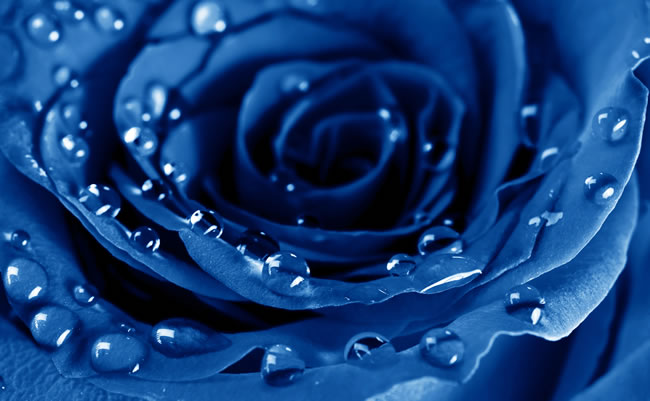 点击大图看下一张：蓝色玫瑰花图片
