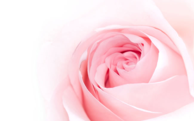 点击大图看下一张：粉玫瑰花图片