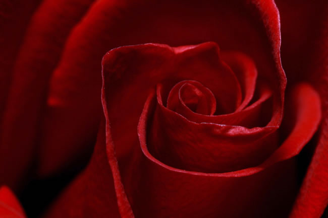 点击大图看下一张：红玫瑰花图片