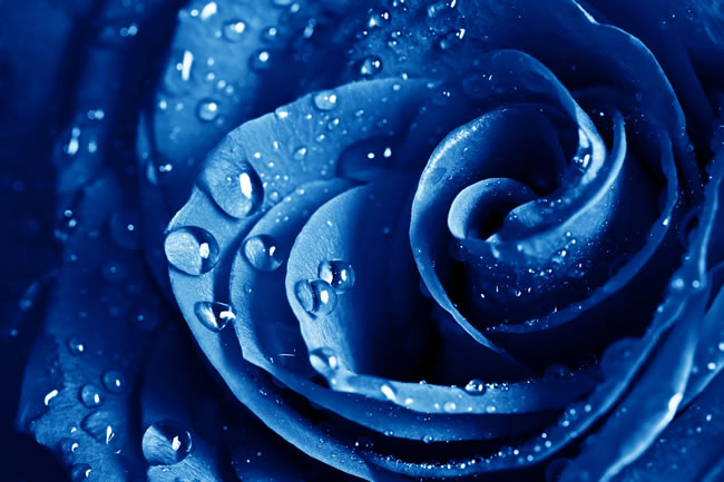 点击大图看下一张：蓝色玫瑰花图片