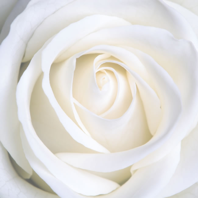 点击大图看下一张：白色玫瑰花图片