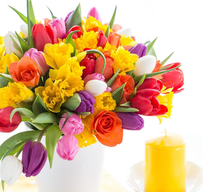 点击大图看下一张:彩色郁金香图片