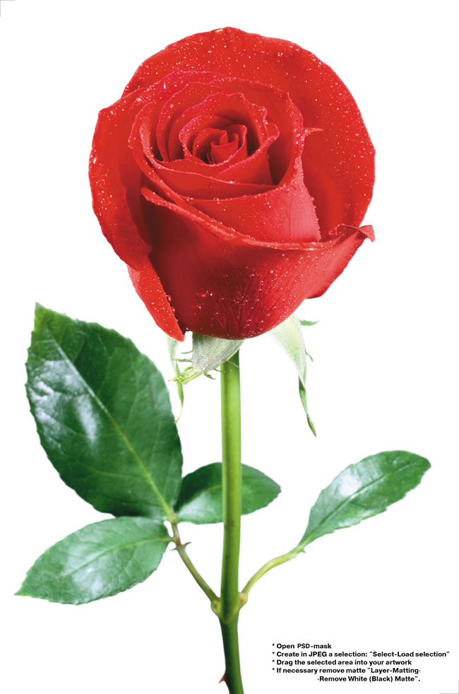 点击大图看下一张：情人节玫瑰花图片