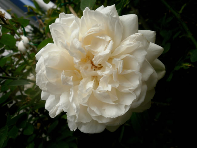 点击大图看下一张:白色玫瑰花图片