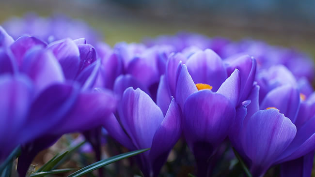 点击大图看下一张：紫色木兰花图片