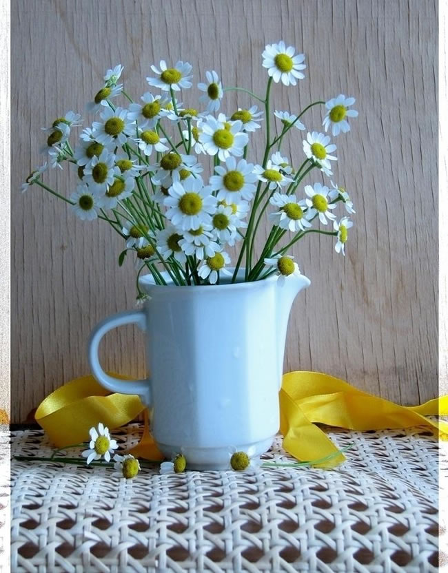 点击大图看下一张：白色小雏菊花瓶图片