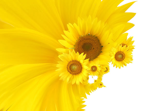 点击大图看下一张：高清向日葵花卉图片