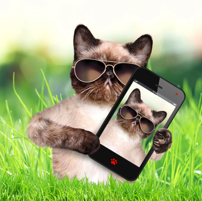 点击大图看下一张：小猫拿手机图片