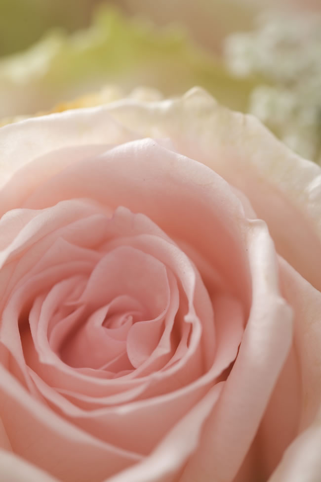 点击大图看下一张：粉色玫瑰花图片