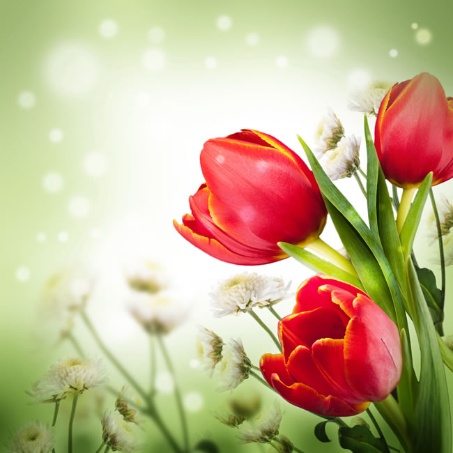 点击大图看下一张：红色郁金香图片