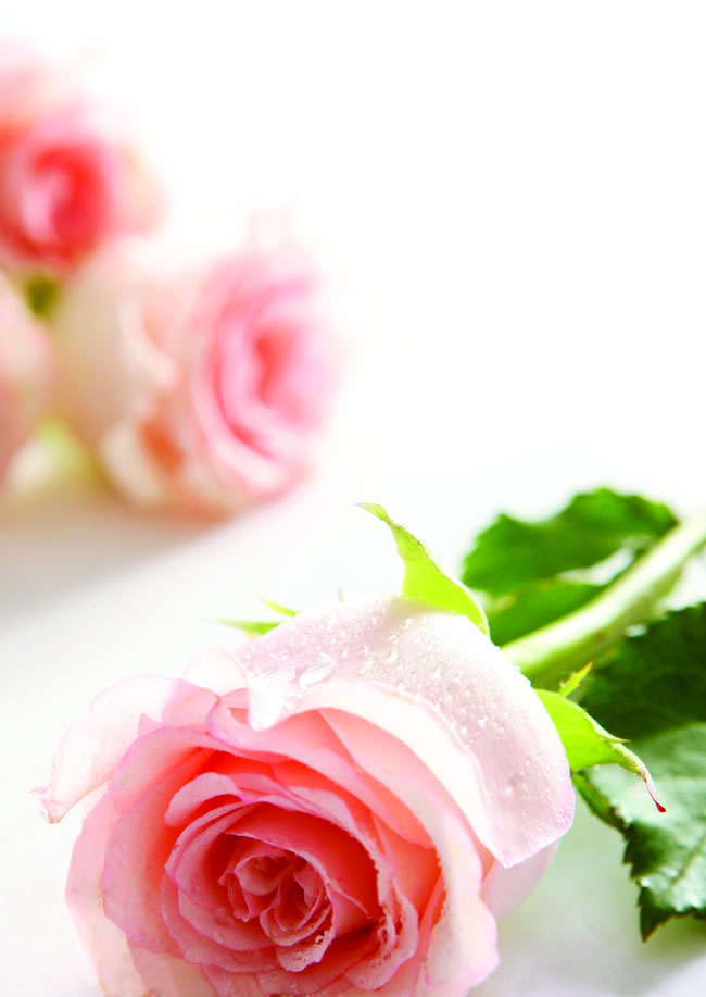 点击大图看下一张：粉玫瑰花图片