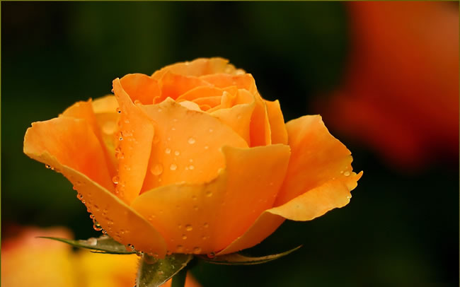 点击大图看下一张：橘色玫瑰花图片