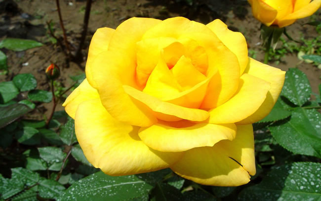 点击大图看下一张：黄色玫瑰花图片