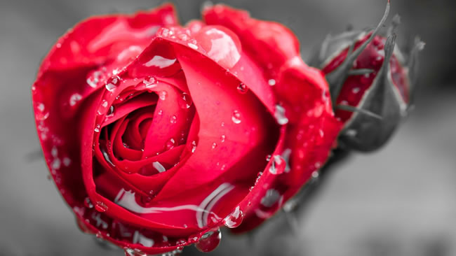 点击大图看下一张：水滴红色玫瑰花图片