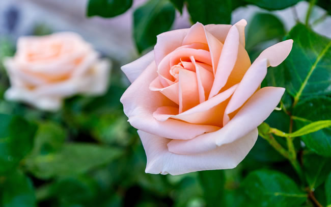 点击大图看下一张：美丽的粉色玫瑰花图片