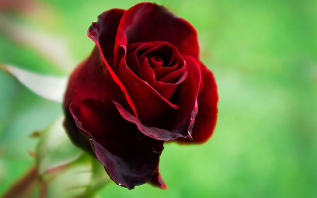 点击大图看下一张：红玫瑰花图片