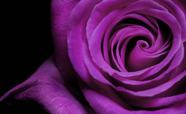 点击大图看下一张：紫色玫瑰花图片