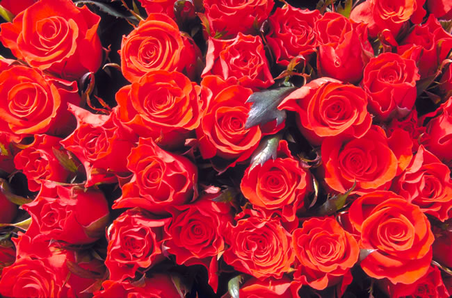 点击大图看下一张：鲜艳的红玫瑰花图片